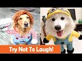 Try Not To Laugh At This Ultimate Funny Dog Video Compilation OMG! YT Funny Pet