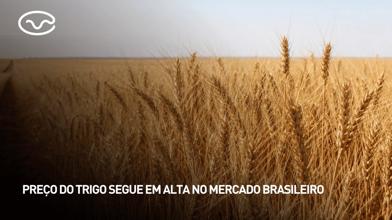 Preço do trigo segue em alta no mercado brasileiro