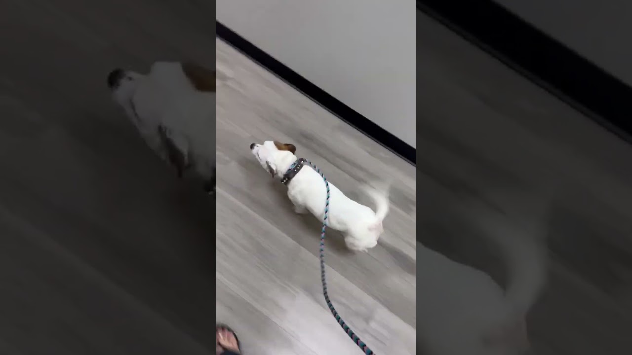 Enlarge Miley, a ADOPTABLE mixed breed in Boulder, CO video 2/6