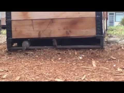 Rat surge in a Vancouver community garden
