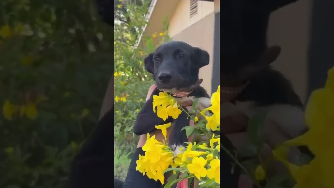Enlarge Alexis, a Adoptable mixed breed in Nashua, NH video 5/5