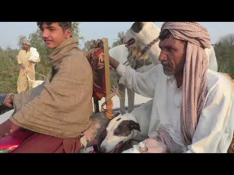 New Malik Mustafa khar Shekar he  Dogs Vs Pigs New year  Lahore Pakistan 27-2-2020