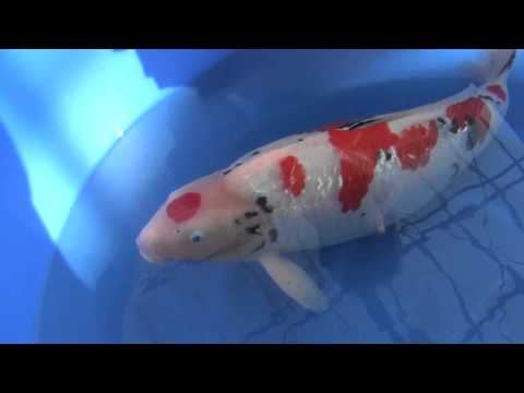 Ryuki Narita's 2015 All Japan Koi Show Grand Champion?