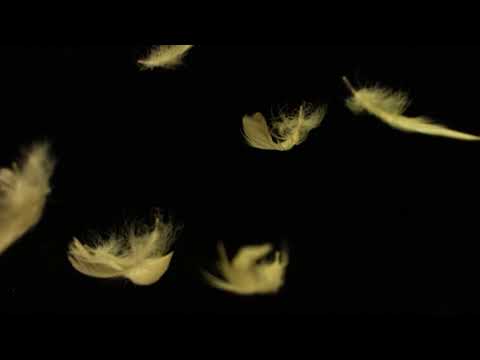 Falling Feathers