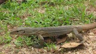 preview picture of video 'Monitor Lizards of Sri Lanka'