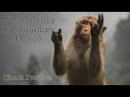 What makes the monkey dance - Chuck Prophet from the album No Other Love
