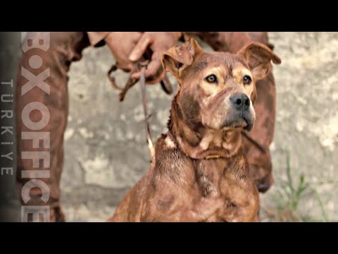 Trailer of Dikkat Köpek Var (2022)