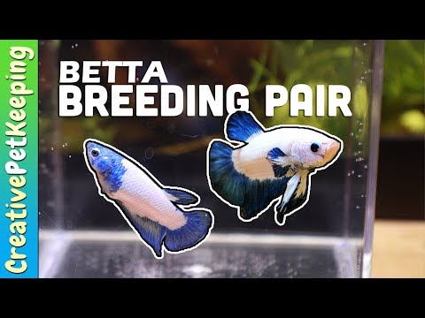 What happened to my 2020 Betta Breeding Pair? [blue rim marble betta]