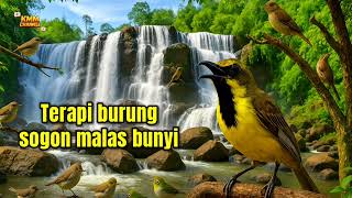 Download lagu Terapi sogon BISU agar terpancing emosinya supaya rajin bunyi‼️ mp3
