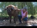 Pig Sanctuary, KING-TV Evening Magazine