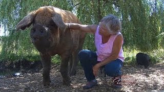 Pig Sanctuary, KING-TV Evening Magazine