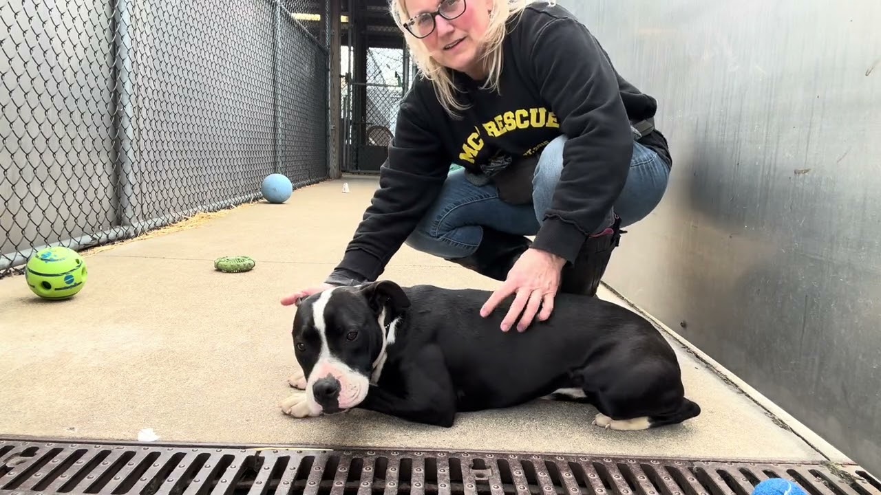 Enlarge Dilly, an adopted Pit Bull Terrier in Chicago, IL video 5/5