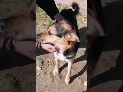 Vídeo de AMBER