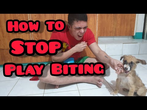 HOW TO STOP A PUPPY FROM PLAY BITING (TAGALOG)