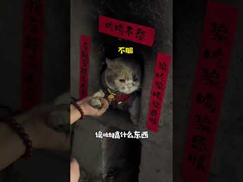 我就知道一回家准没好事! #小奶猫的成长日记 #猫咪的迷惑行为 #万物可爱计划
