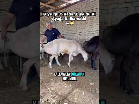 Kuyruğu O Kadar Büyüdü Ki Ayağa Kalkamadı! 🐑😲