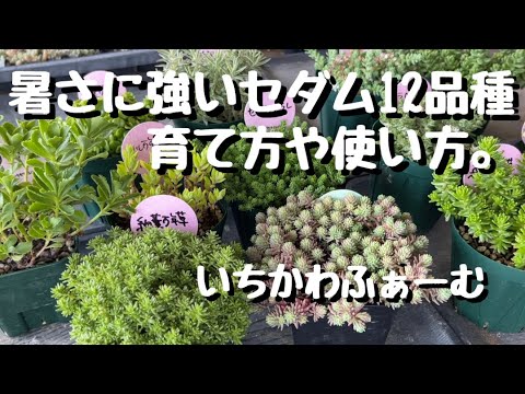 穏やかなマンネングサ 植物