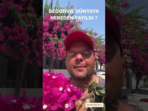 BEGONVİL DÜNYAYA NEREDEN YAYILDI ?