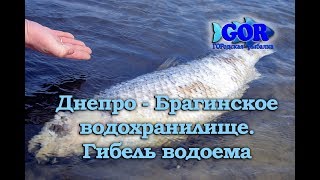 Платная рыбалка на днепре в гомельской области