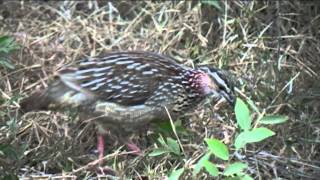 preview picture of video 'Southern African Birds: Crested Francolin in grass environment'