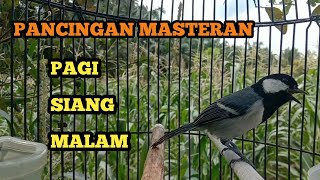Download lagu Suara Pancingan & masteran Gelatik Batu Agar Langsung Nyaut & Bunyi (Cocok untuk Burung Macet) mp3 Download lagu Suara Pancingan & masteran Gelatik Batu Agar Langsung Nyaut & Bunyi (Cocok untuk Burung Macet) mp3