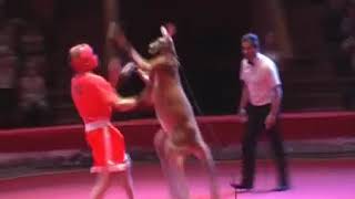 Kangaroo vs Man Wrestling