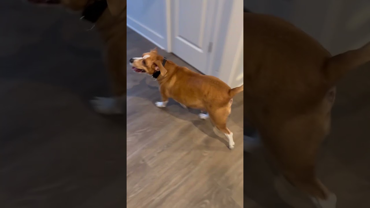 Enlarge Duffy - PENDING ADOPTION!, an adopted mixed breed in Hilton Head Island, SC video 5/5