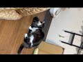 Cats Mating In Different Style Catlover Cats Video