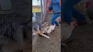 A wolf grabbed a rooster; a man fought back with a shovel  #wildliferescue #shorts
