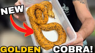 NEW Golden Cobra!