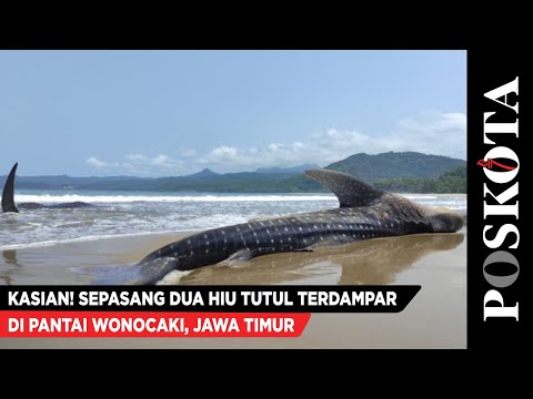 Kasian! Sepasang Dua Hiu Tutul Terdampar di Pantai Wonocaki, Jawa Timur