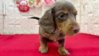 カニンヘンダックスフンドの動画01