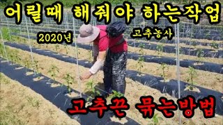 고추재배방법 고추 첫번째줄 치는방법과 고추재배시 해야하는작업