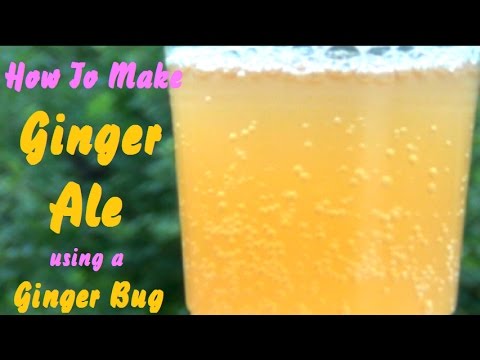 How To Make Ginger Ale Using A Ginger Bug
