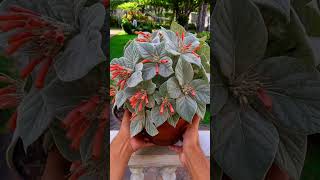 A Rainha do Abismo é uma planta exótica que encanta com suas folhas prateadas e flores vibrantes.