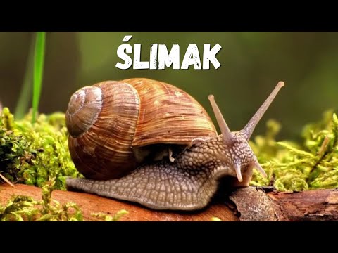 TOP 20 CIEKAWOSTKI - ŚLIMAK 🐌