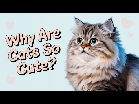 Why Are Cats So Cute? The Science & Secrets Behind Their Irresistible Charm