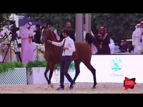 N.256 D BARRAK - Asharqia Classic 2018