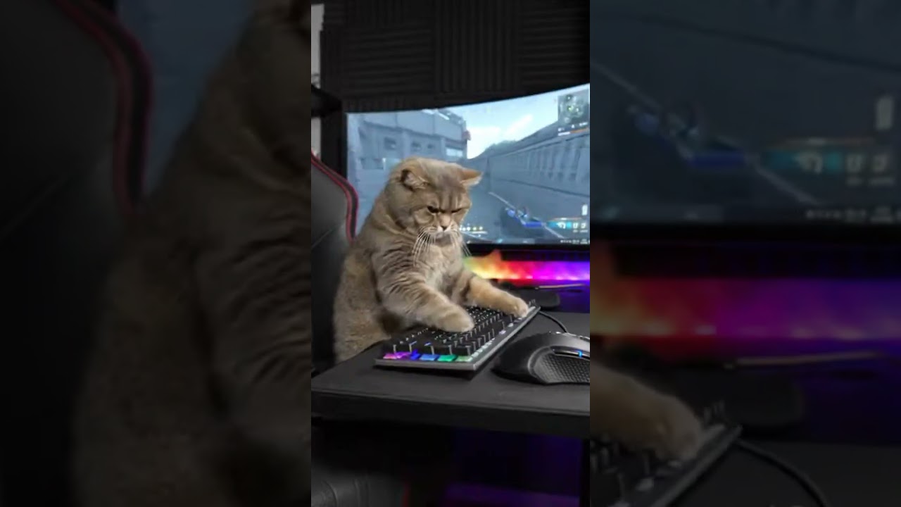 Angry Cat Playing Video Games… This Looks Too Real