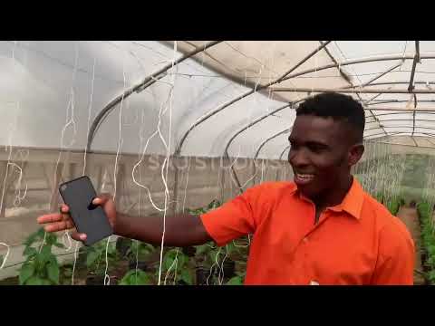 LEVENTIS FOUNDATION NIGERIA 2024 SET GREENHOUSE
