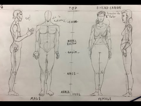 Figure drawing review front & Side Complete