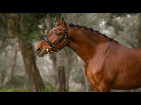 **SOLD**  Petite Piro Free Lusitano Charmer - Excellent Family Prospect (REF#827)