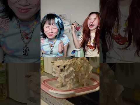 Thử thách CẤM CƯỜI cùng Sam và Sim #sammydao #shorts