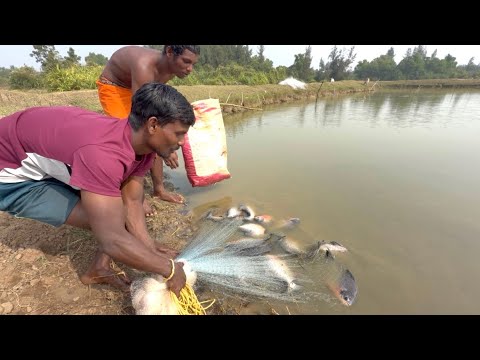 Best Net Fishing Video - Traditional Catching Fish in The River