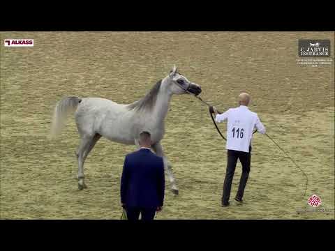 N 116 D TAHALEEL   12th Qatar National AHS for Individual Owners 2024   Fillies 2 Years Old   Sectio