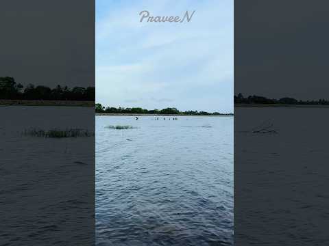 Chandrika Lake Embilipitiya 😍❤️ #visitsrilanka #onemillionviews #viralshorts #trending #travel