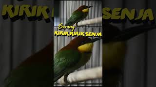 Download lagu Suara Kicau Kirik Kirik Senja mp3 Download lagu Suara Kicau Kirik Kirik Senja mp3