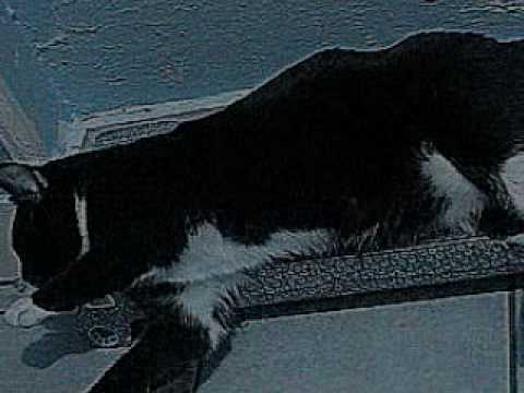 THE LEGEND OF TYRONE