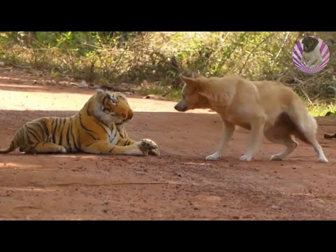 Assustando CACHORRO com TIGRE de pelucia 😱😆  Fake Tiger vs Real Dogs Prank Very Funny