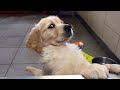 Funny ANIMALS videos😊 Funniest Cats and Dogs 2024 😹🐶
